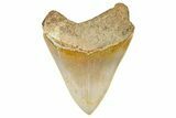 Serrated, Fossil Megalodon Tooth From Morocco - Rare Location #365170-1